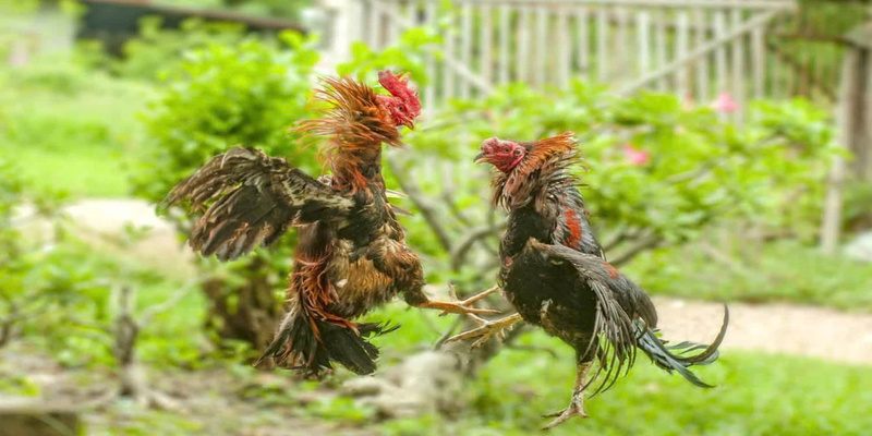 Đa dạng giống gà